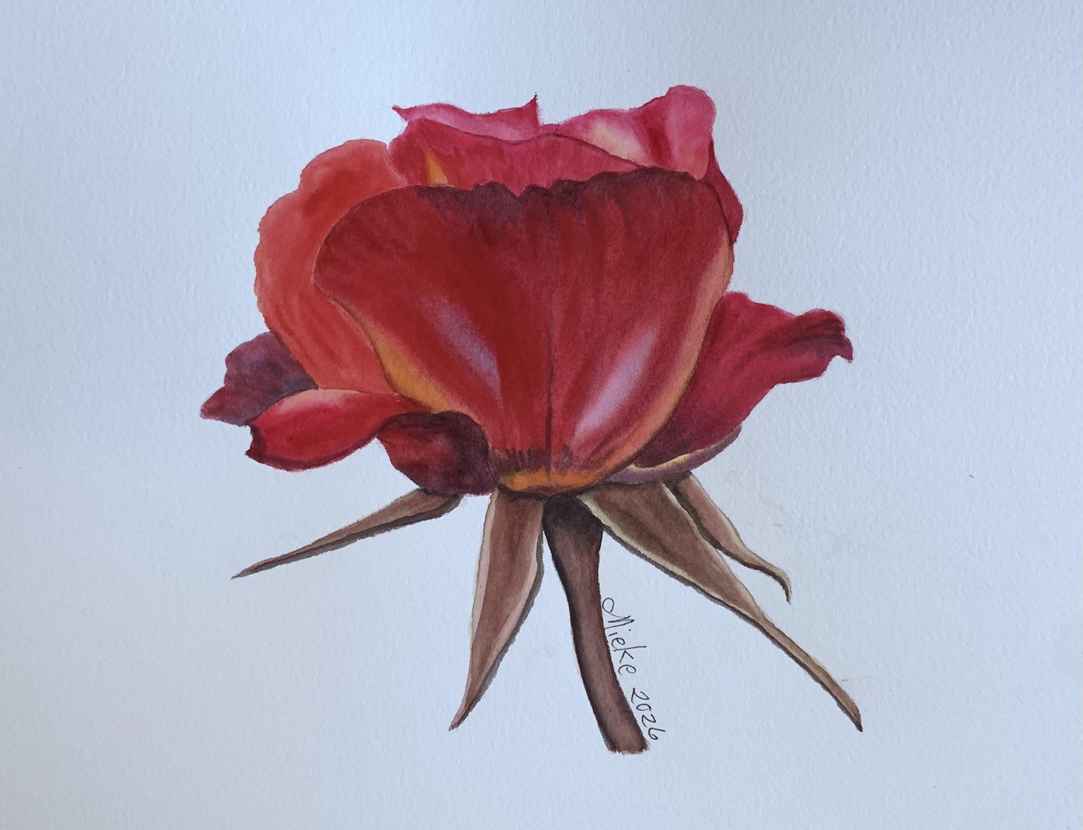 My watercolour rose - image 1 - student project