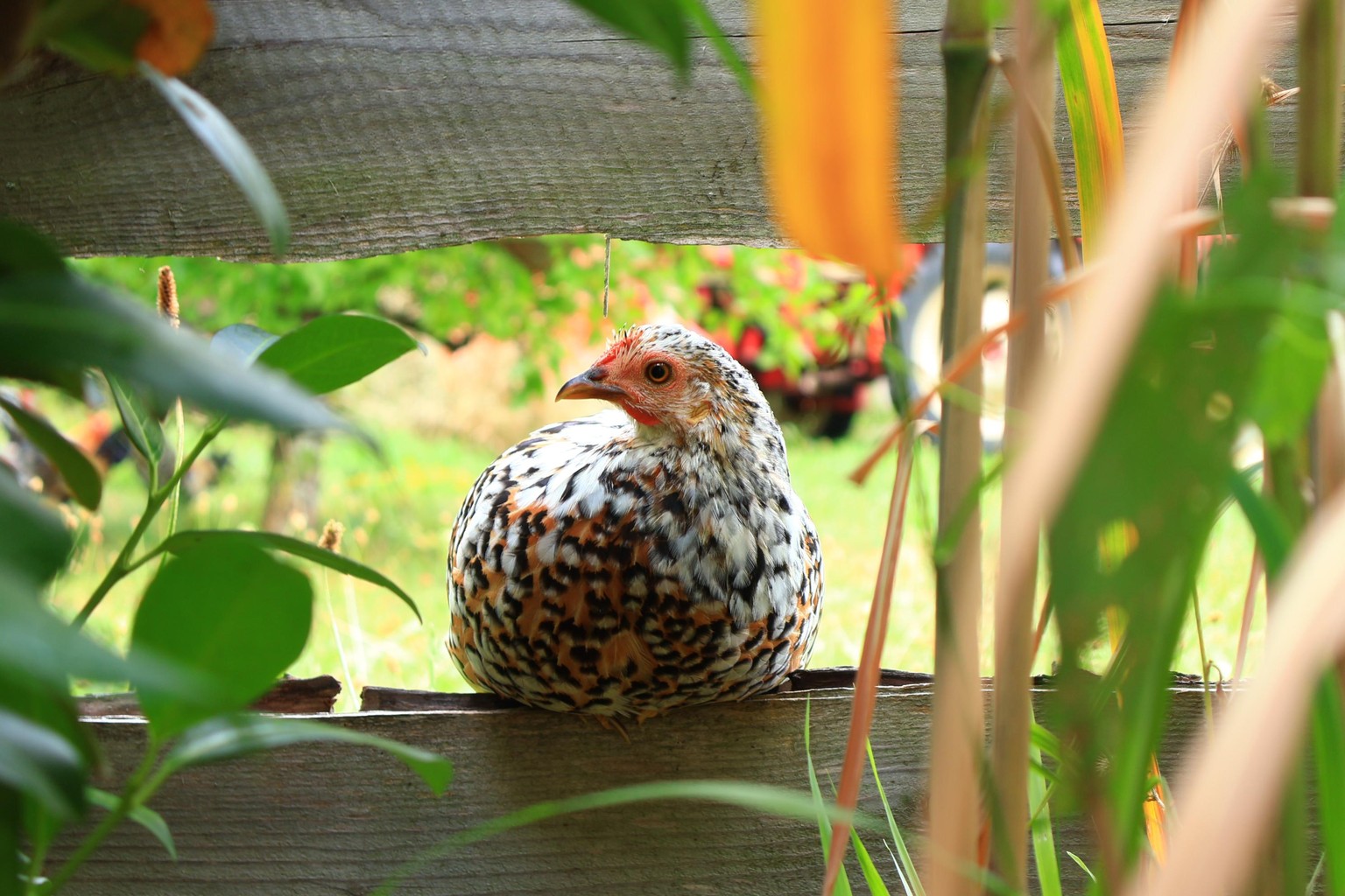 Little chicken - image 1 - student project