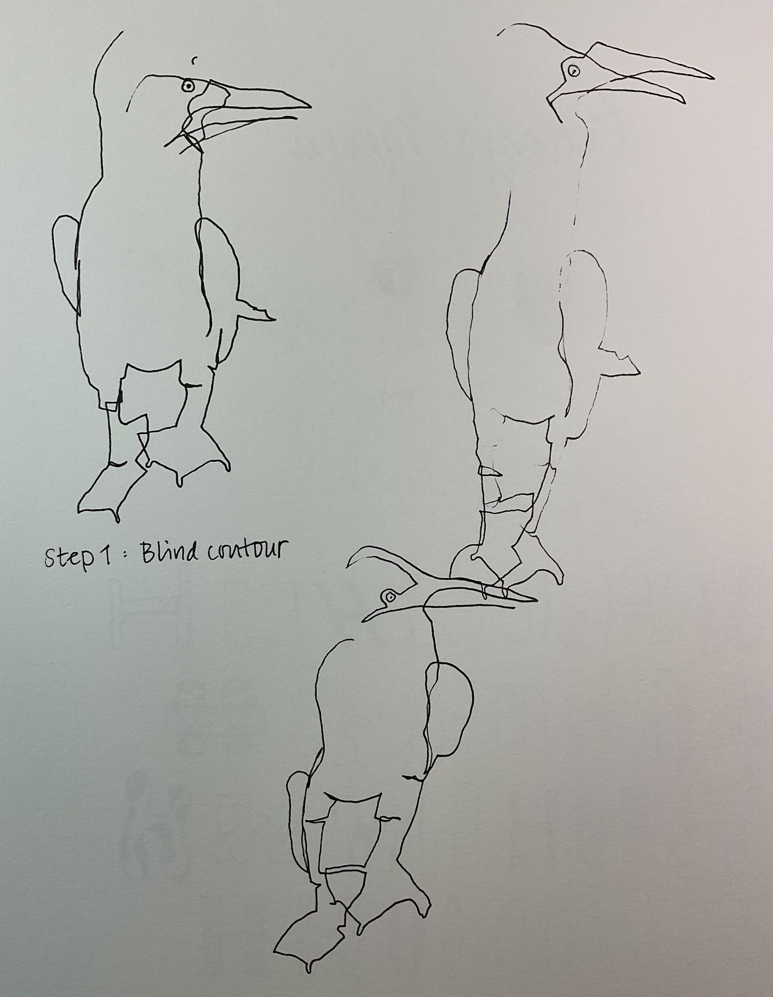 Contour drawing - image 1 - student project