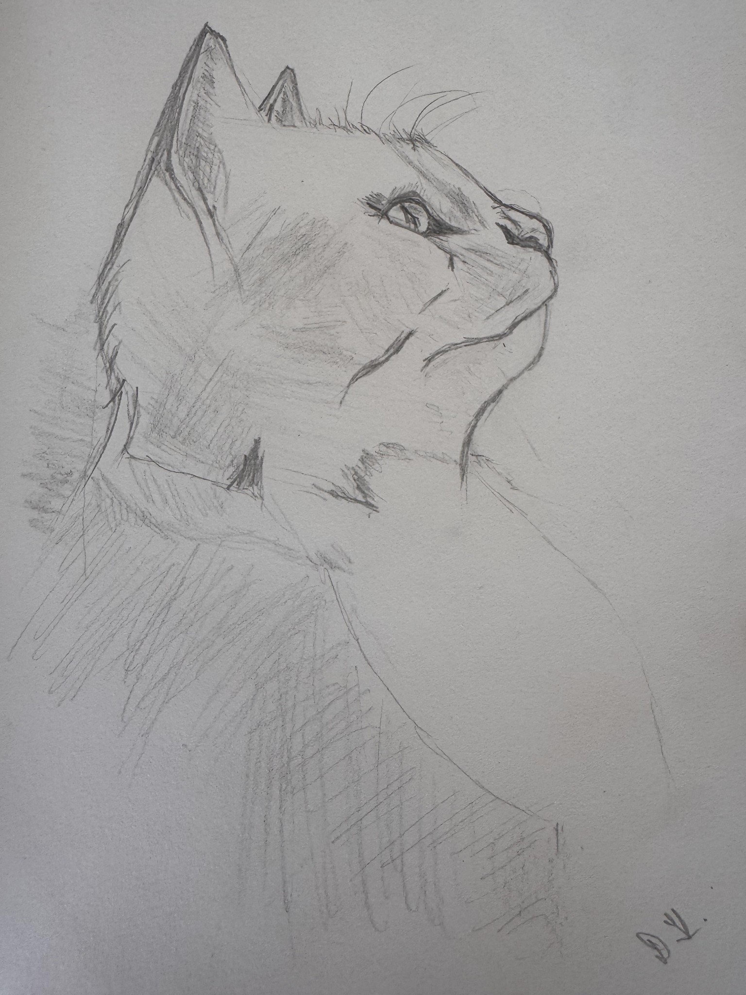 Animal Portraits - image 4 - student project