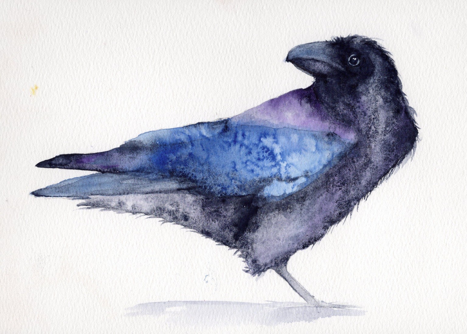 Raven - image 1 - student project