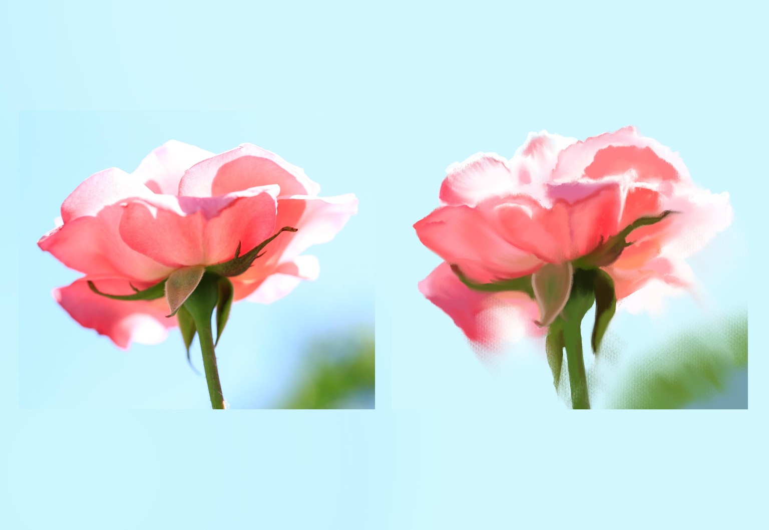 Rose in watercolor - procreate - image 2 - student project