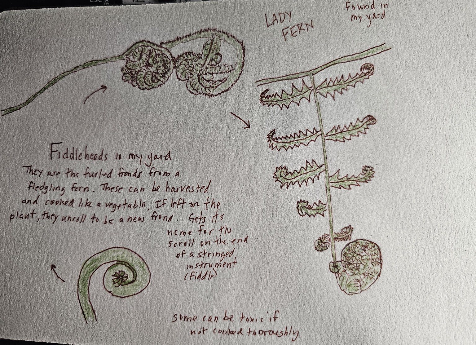 New nature journal - image 2 - student project