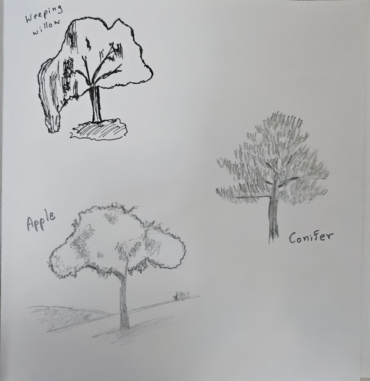 Trees ᨒ↟ 𖠰𖥧˚ - image 3 - student project