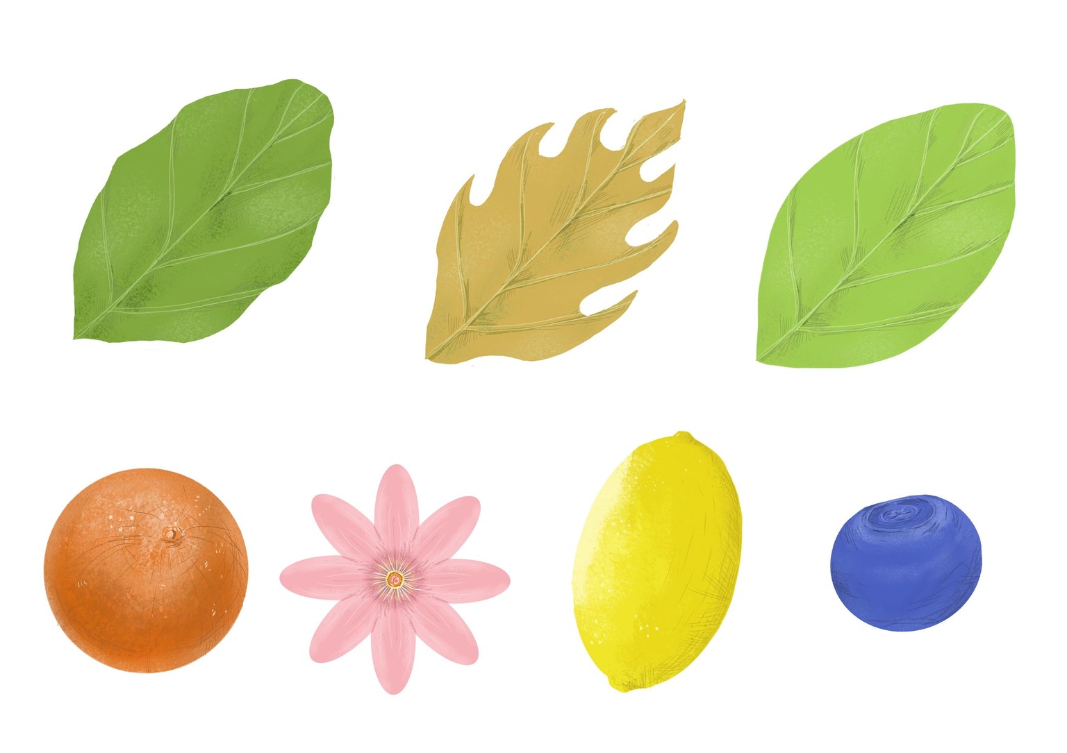 Oranges! - image 2 - student project