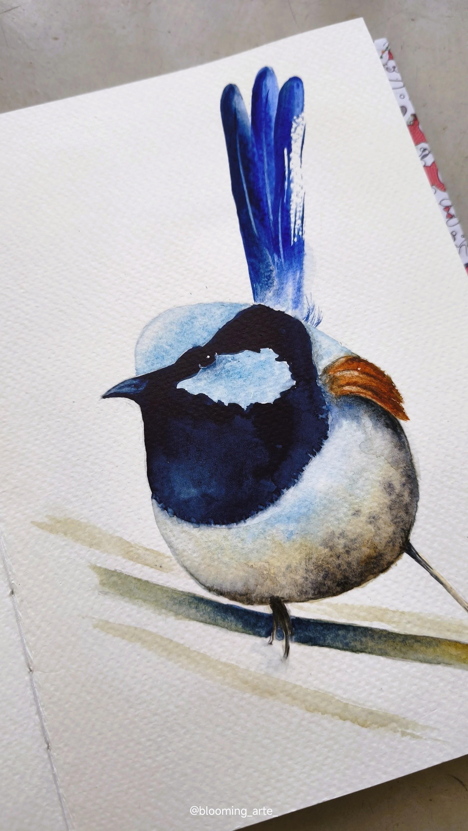 Blue Wren Watercolour - image 2 - student project