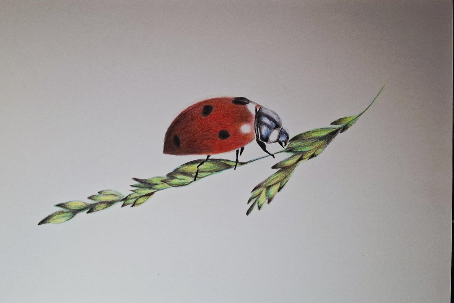 Little Ladybug - image 1 - student project