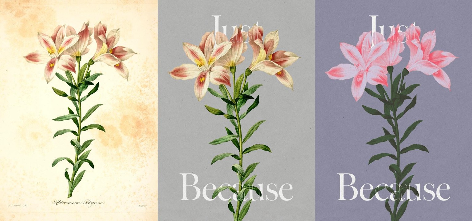 Botanical Design Exploration - image 3 - student project