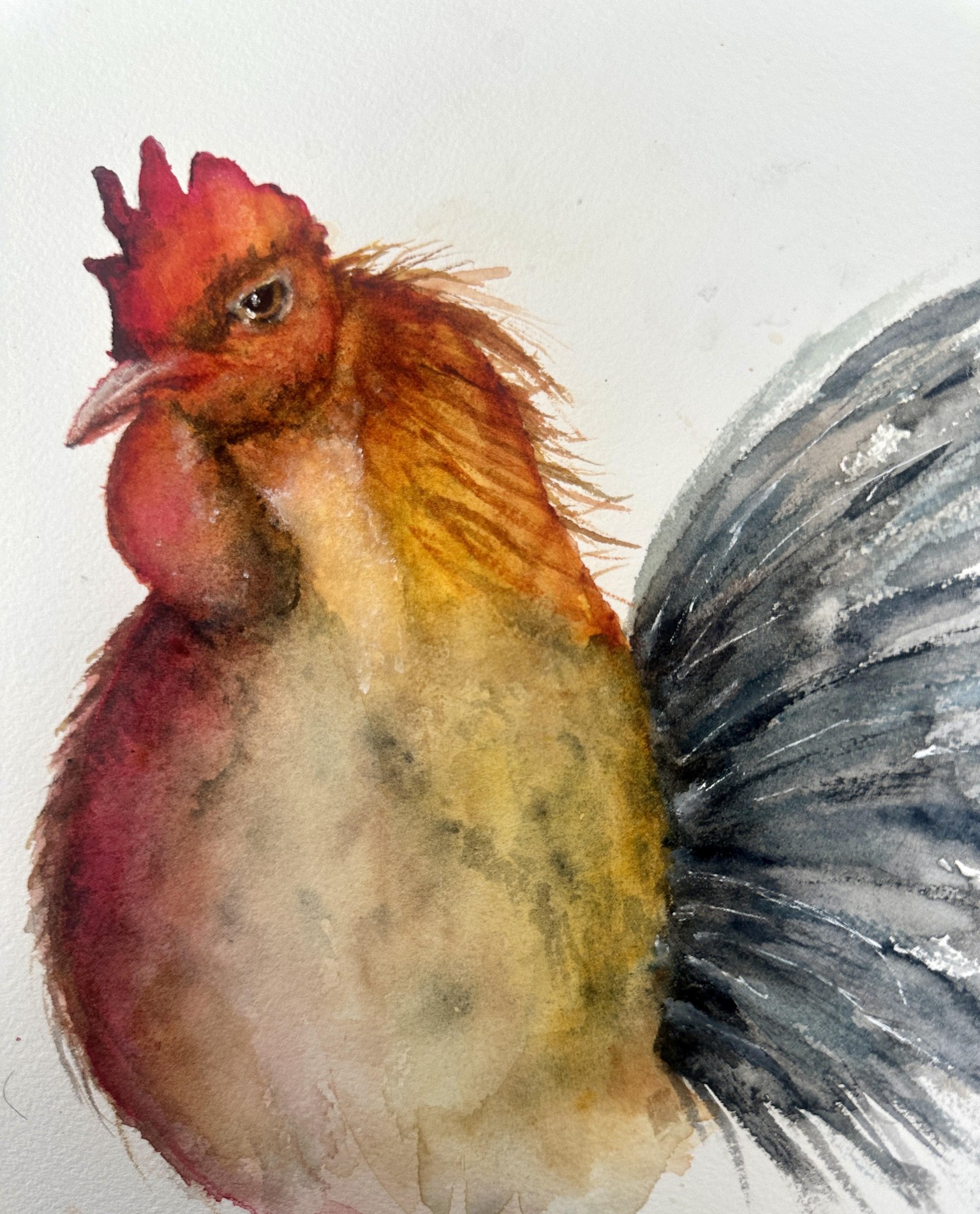 My rooster - image 1 - student project