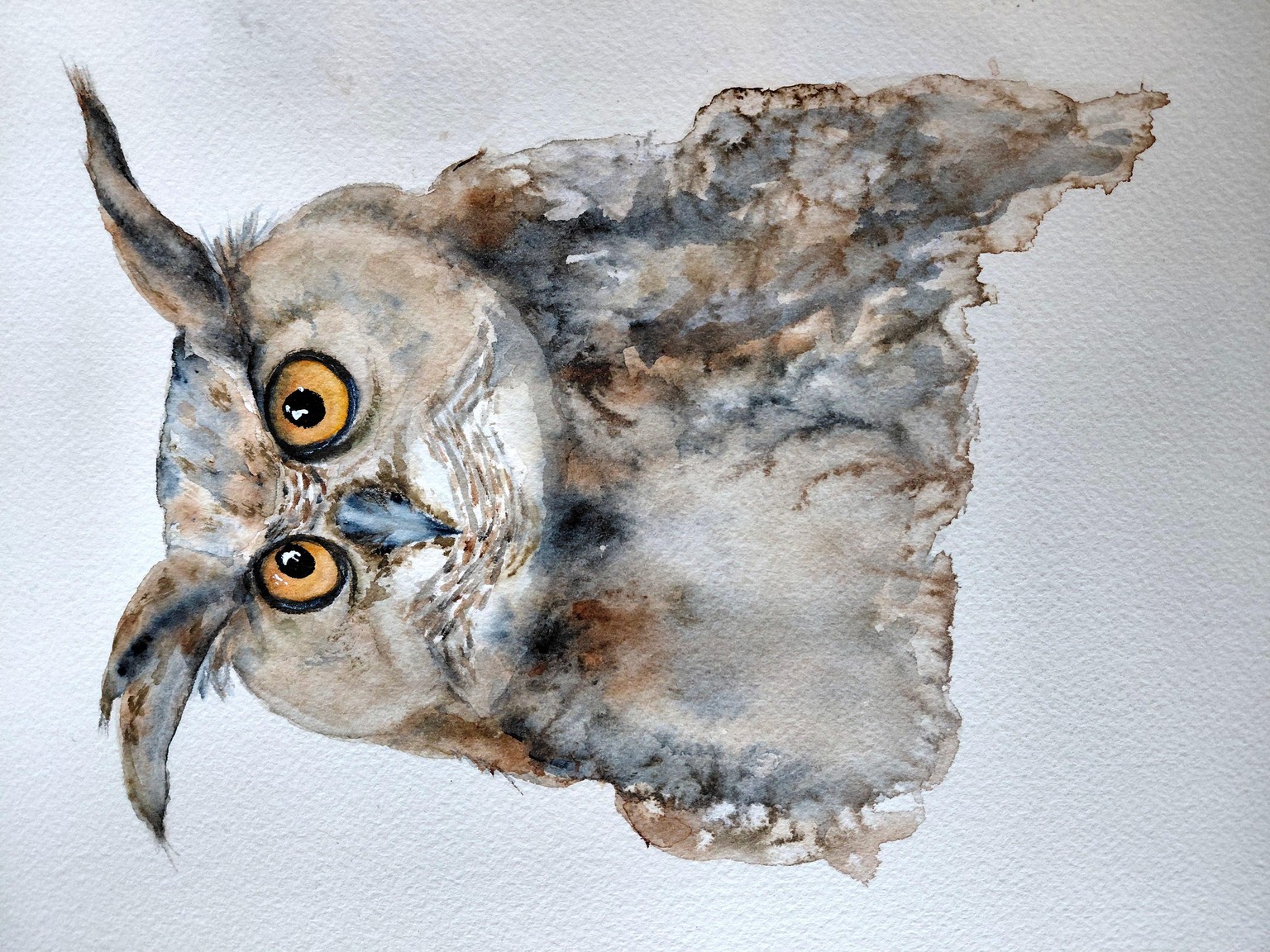 Eagle Owl - image 1 - student project