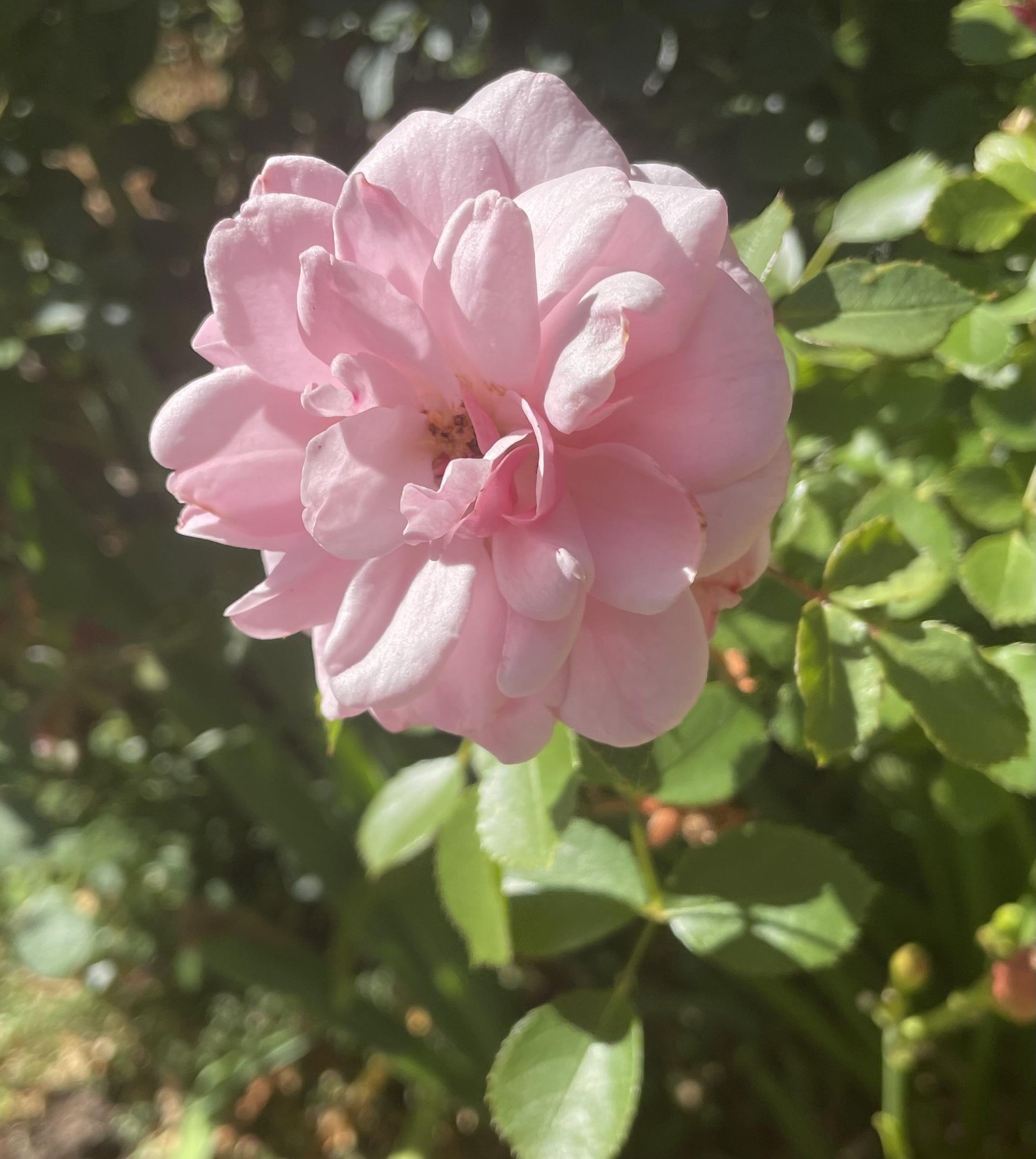 Madame Rosé - image 2 - student project