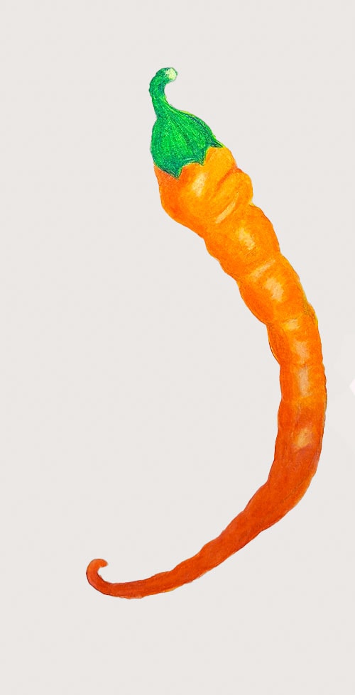CHILI PEPPER ORANGE - image 1 - student project