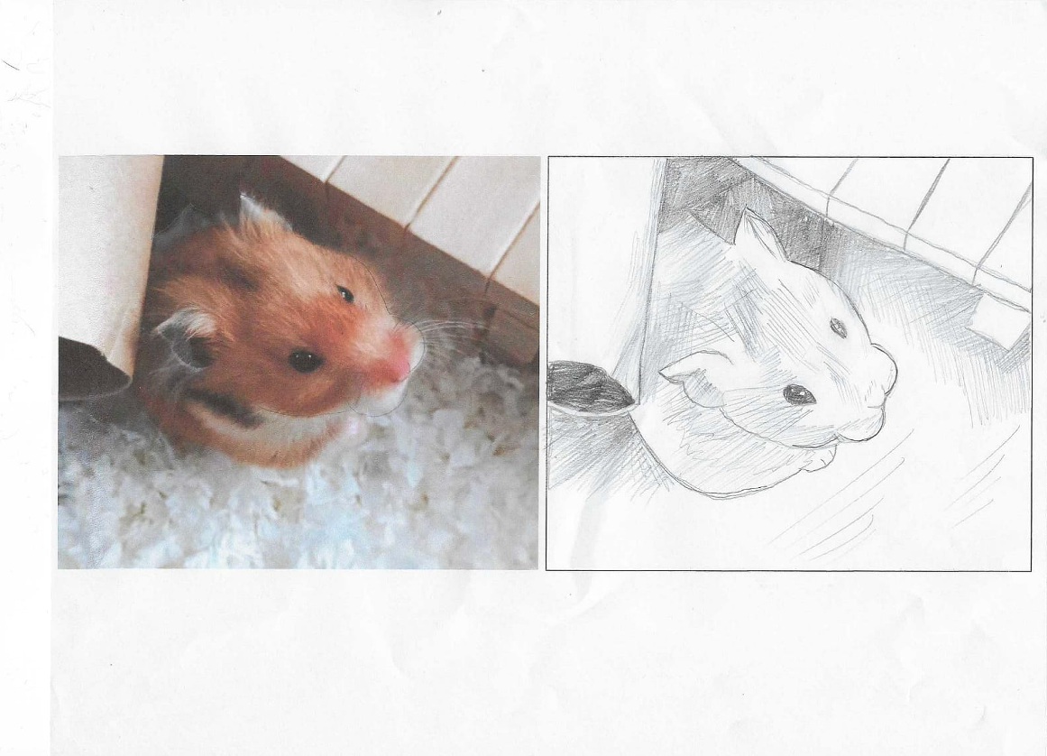 my hamster jolyne - image 1 - student project