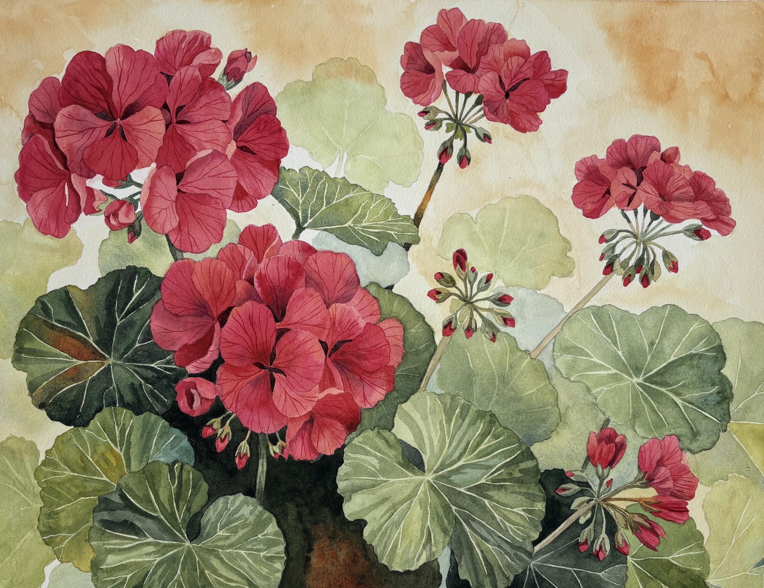 Geraniums - image 1 - student project