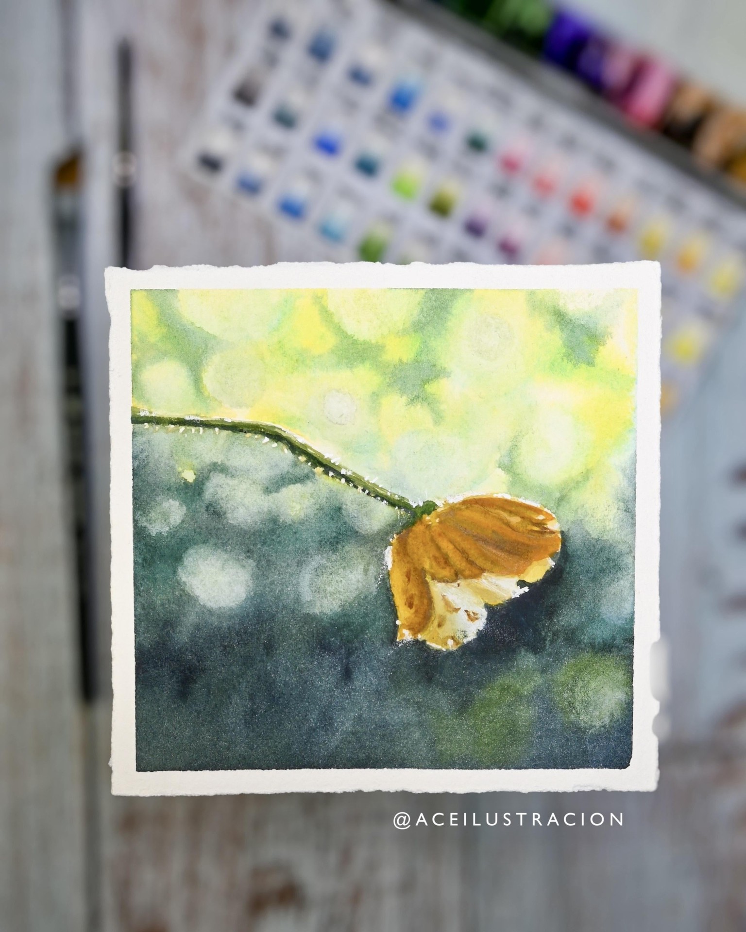 Bokeh effect on background - image 2 - student project