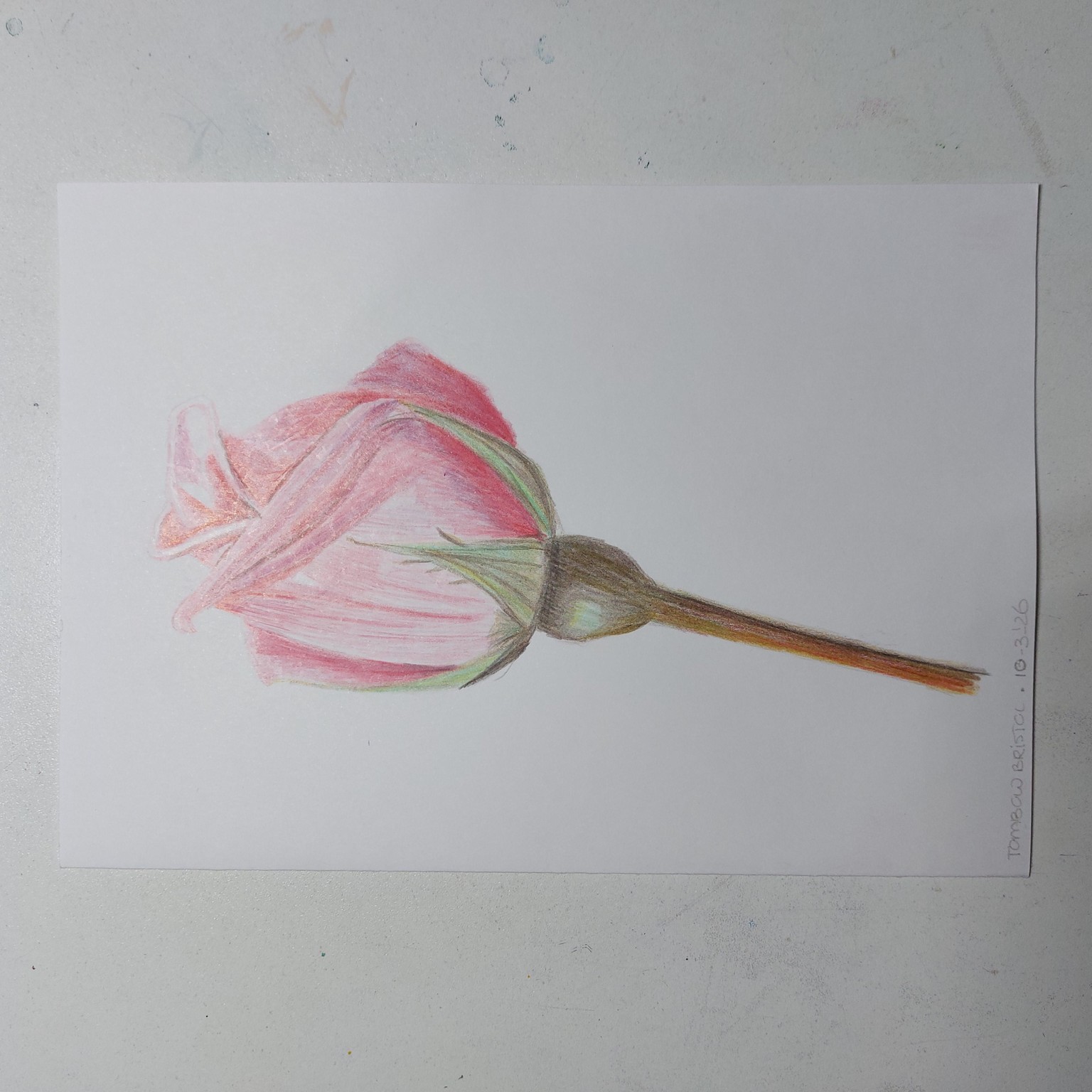 Rose colored pencil - image 1 - student project