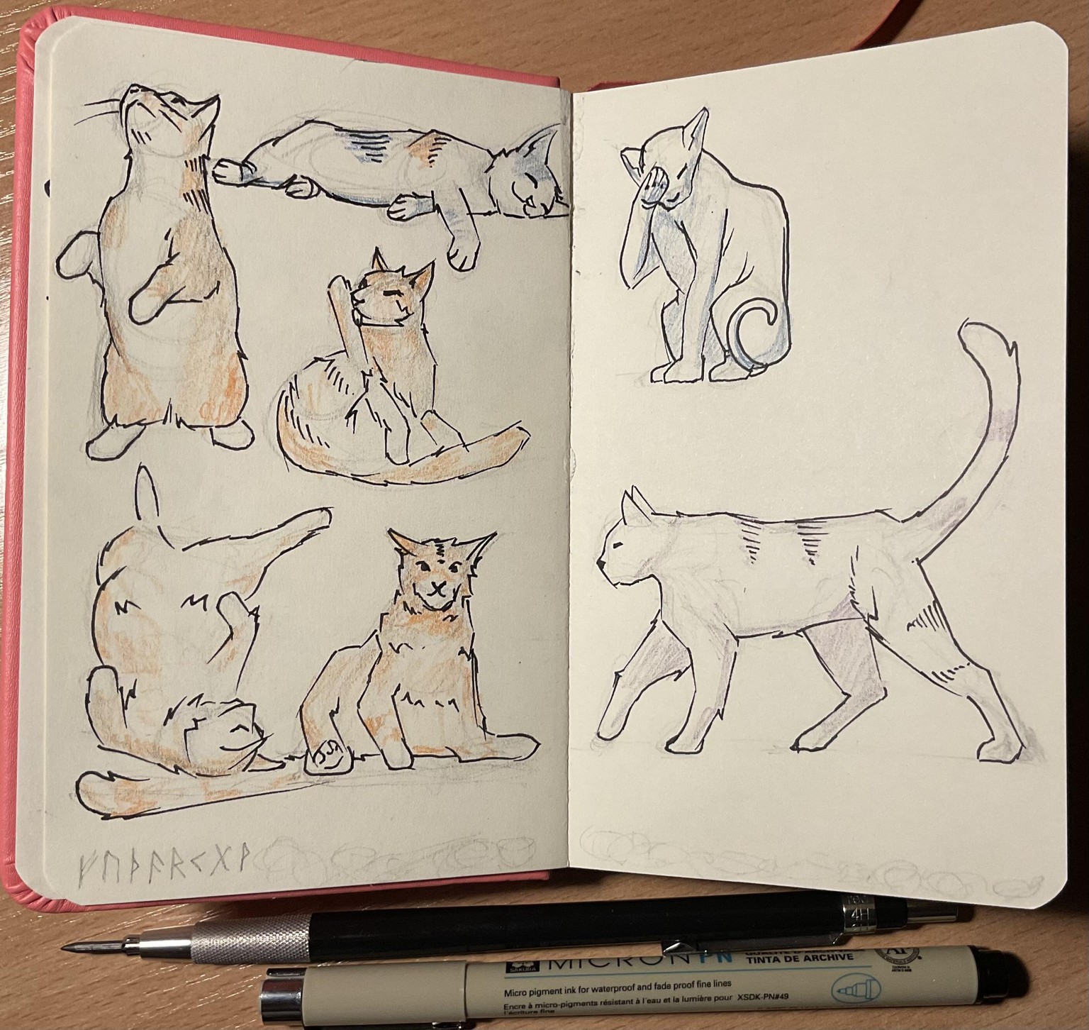 Project for the course “Sketching cats” - image 2 - student project