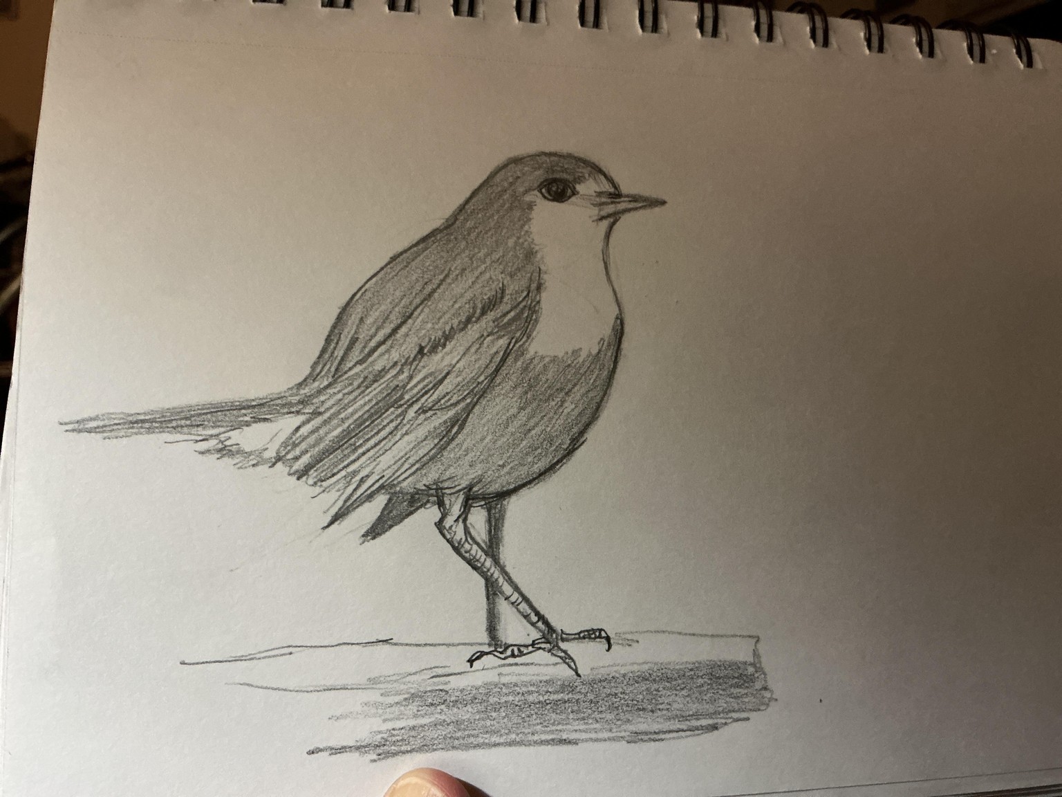 Robin - image 1 - student project