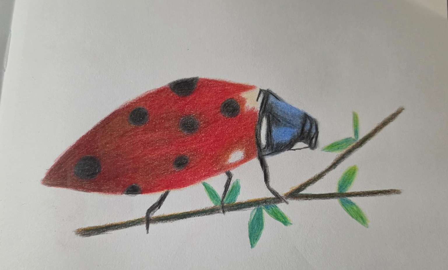 Lady Bird - image 1 - student project