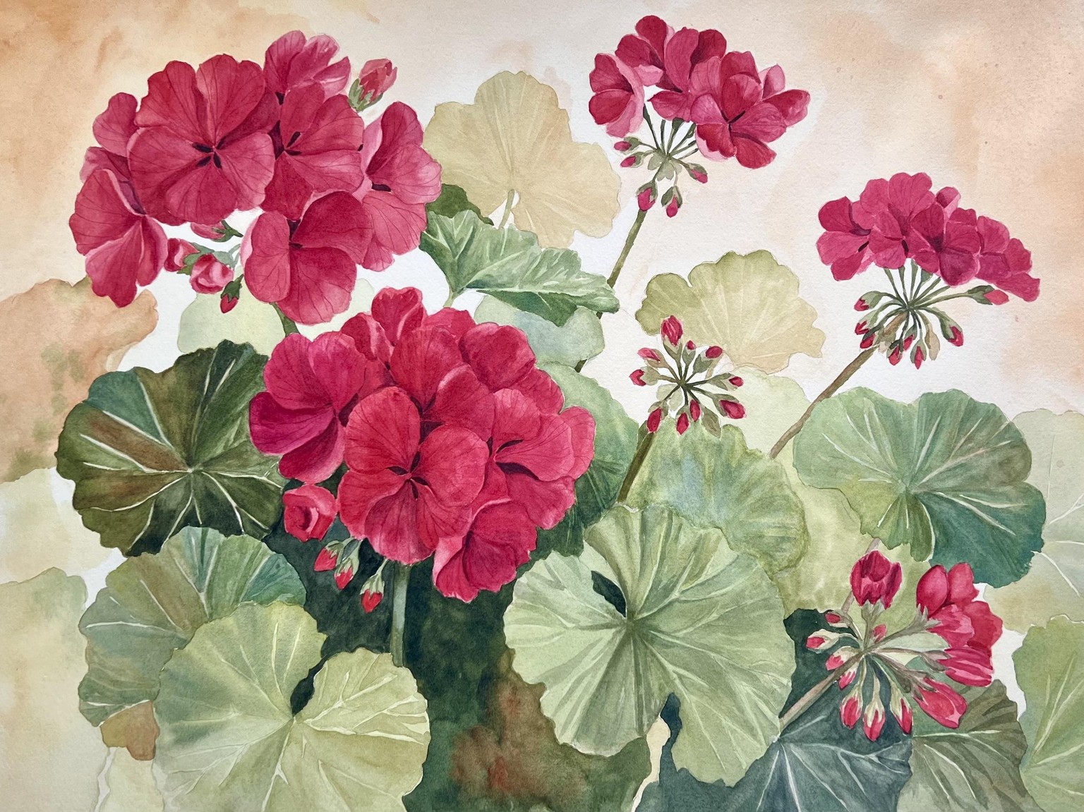 Geranium - image 1 - student project