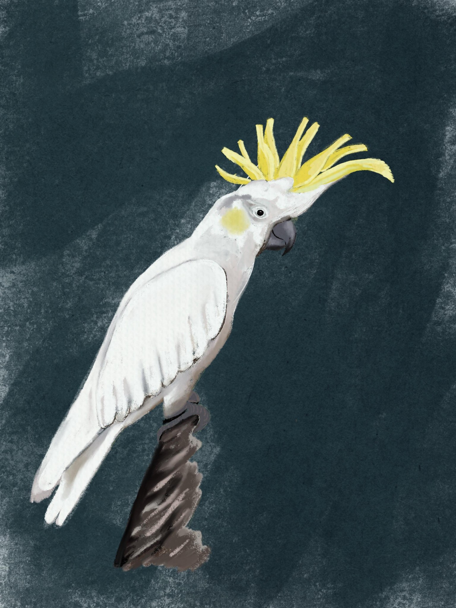 Sulpher-Crested Cockatoo - image 1 - student project