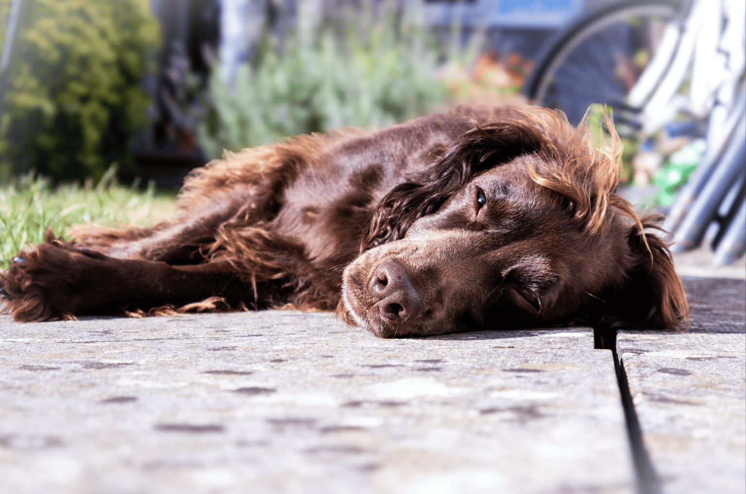 Let Sleeping Dogs Lie - image 2 - student project
