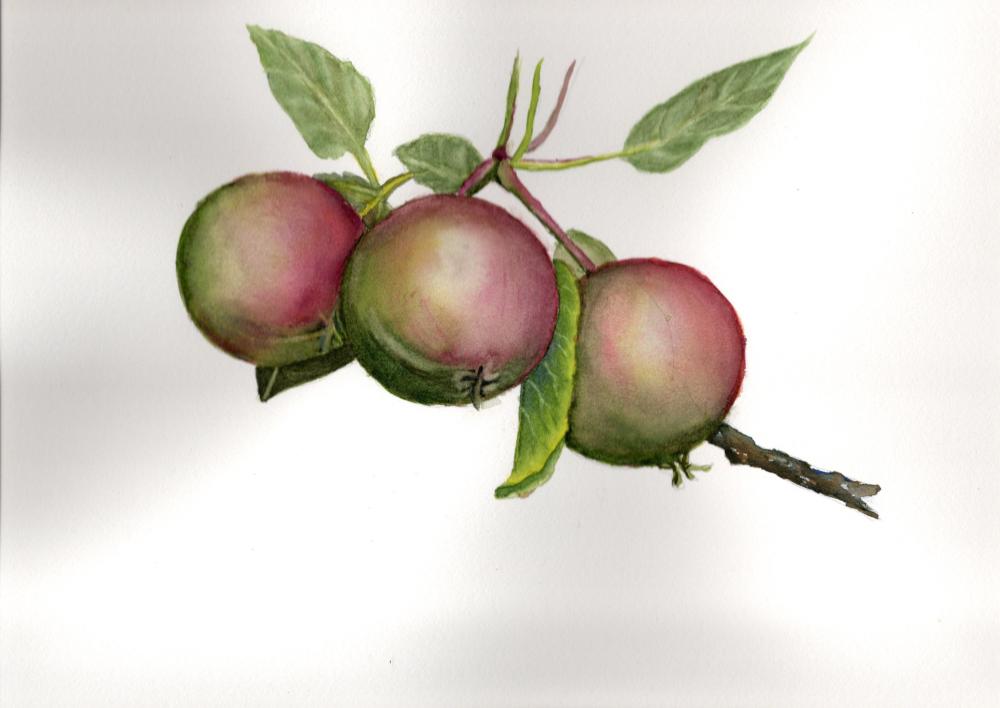 Apples - image 2 - student project