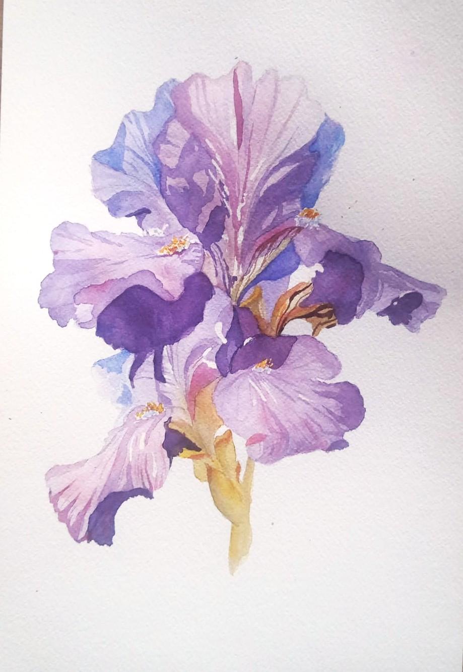 Iris in watercolor - image 1 - student project