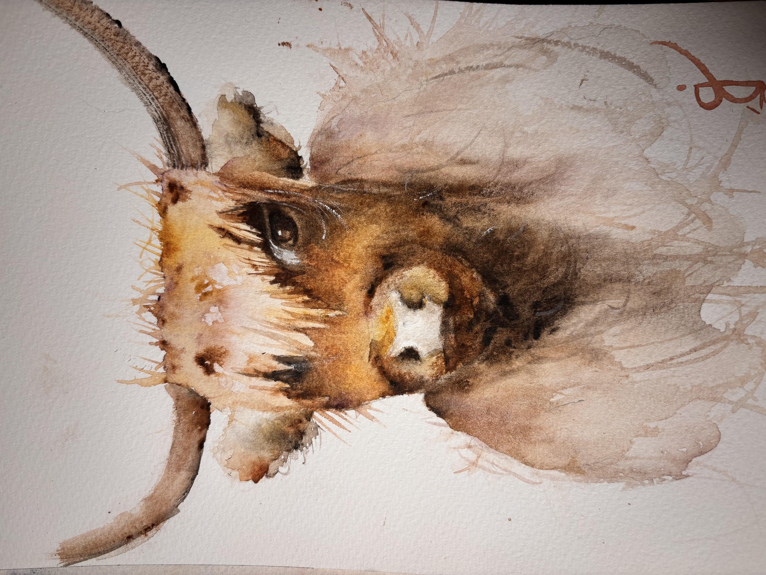 Highland Cow Take 1 - image 1 - student project