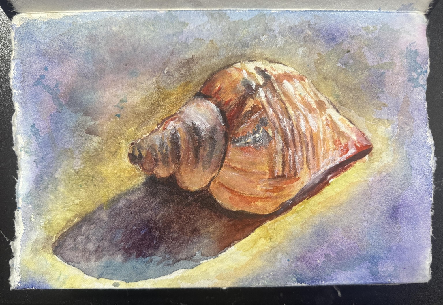 Shell in Watercolour - image 2 - student project