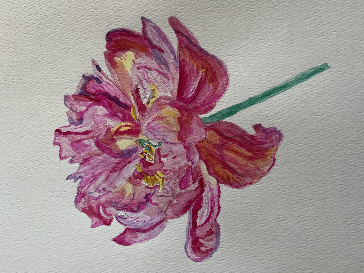 My paeonia - image 1 - student project