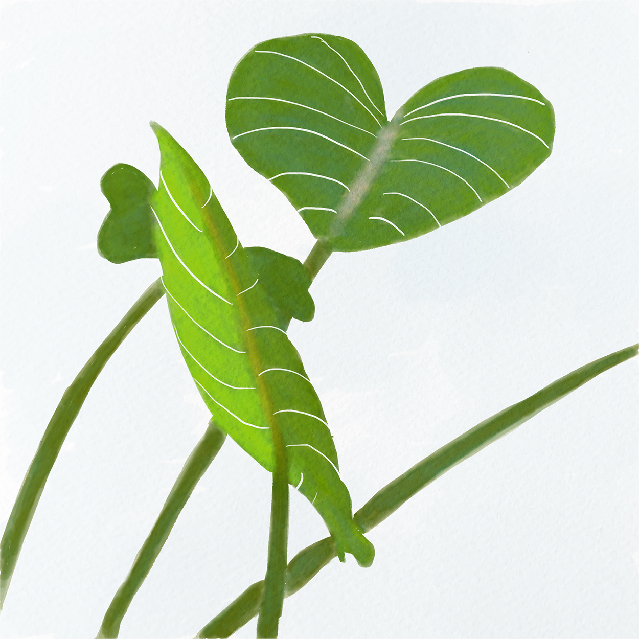 Philodendron - image 1 - student project