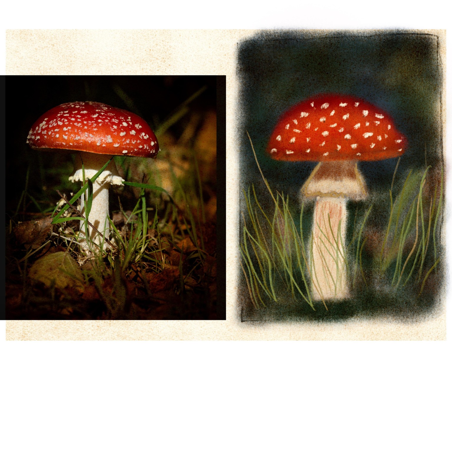 Toadstool - image 1 - student project