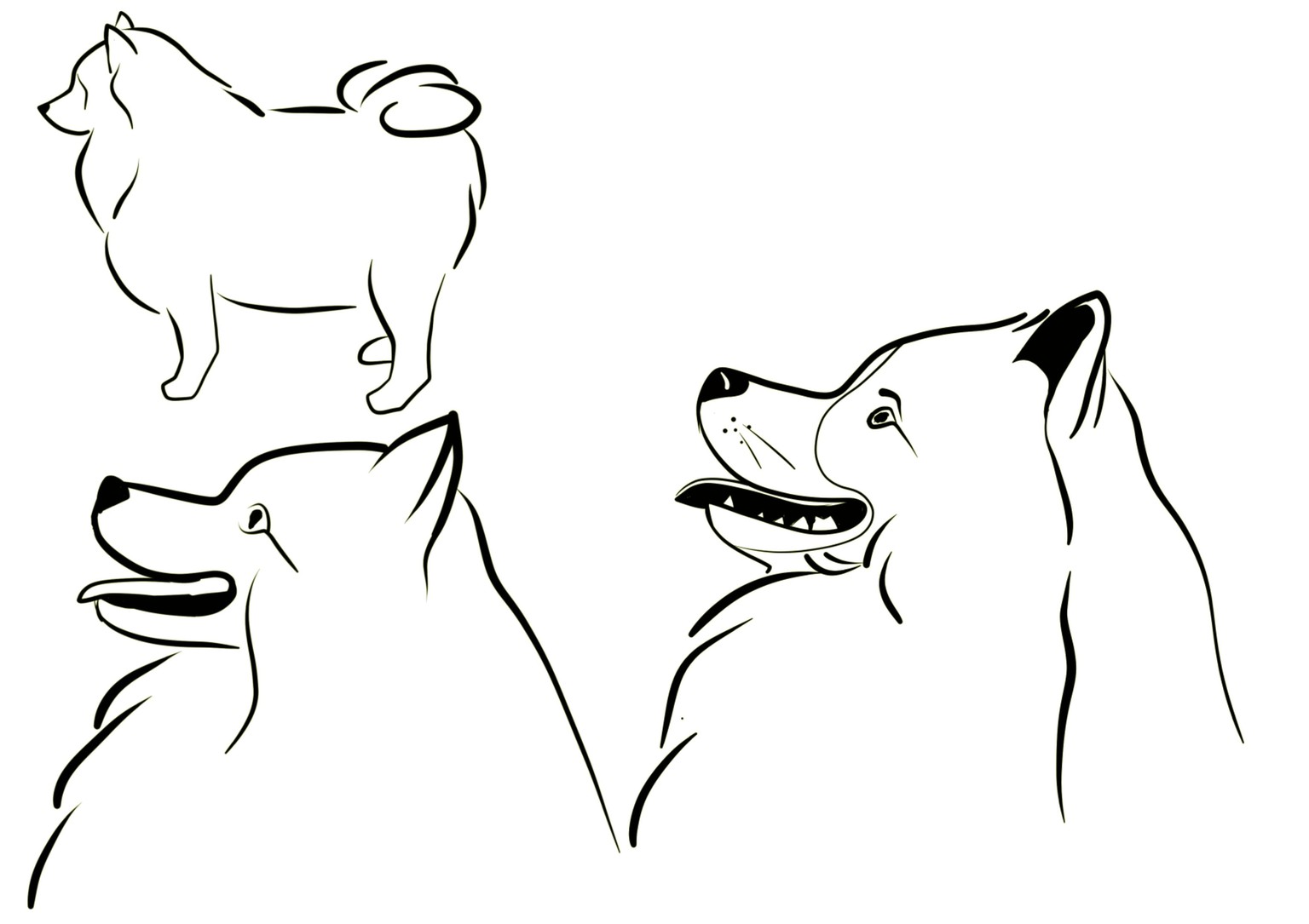 Drawing exercices for animal character design - image 6 - student project
