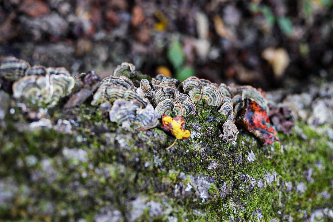 Versicolor Decay(first try in lightroom) - image 1 - student project