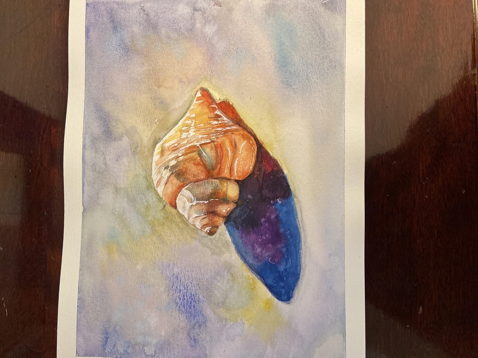 Summer Shell - image 1 - student project