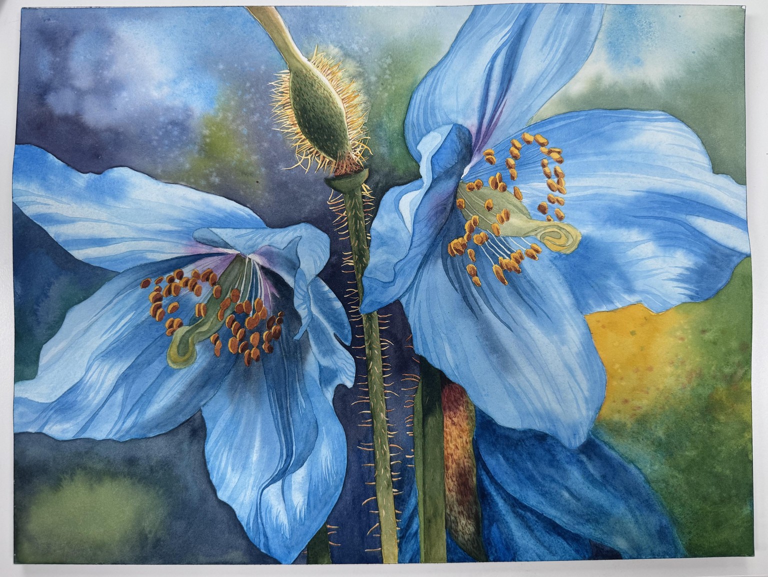 Himalayan Blue Poppies - image 1 - student project