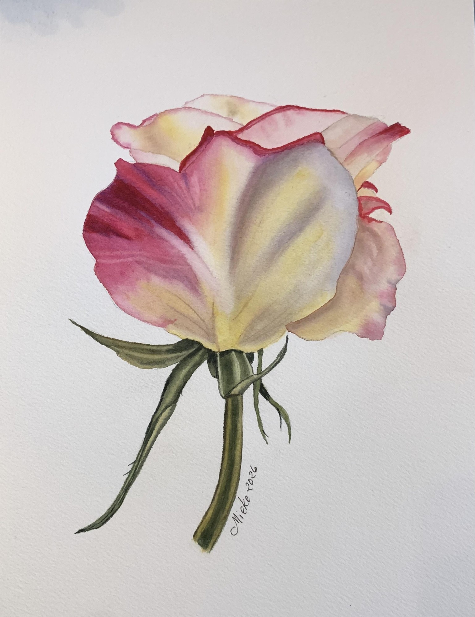 My watercolour rose - image 3 - student project