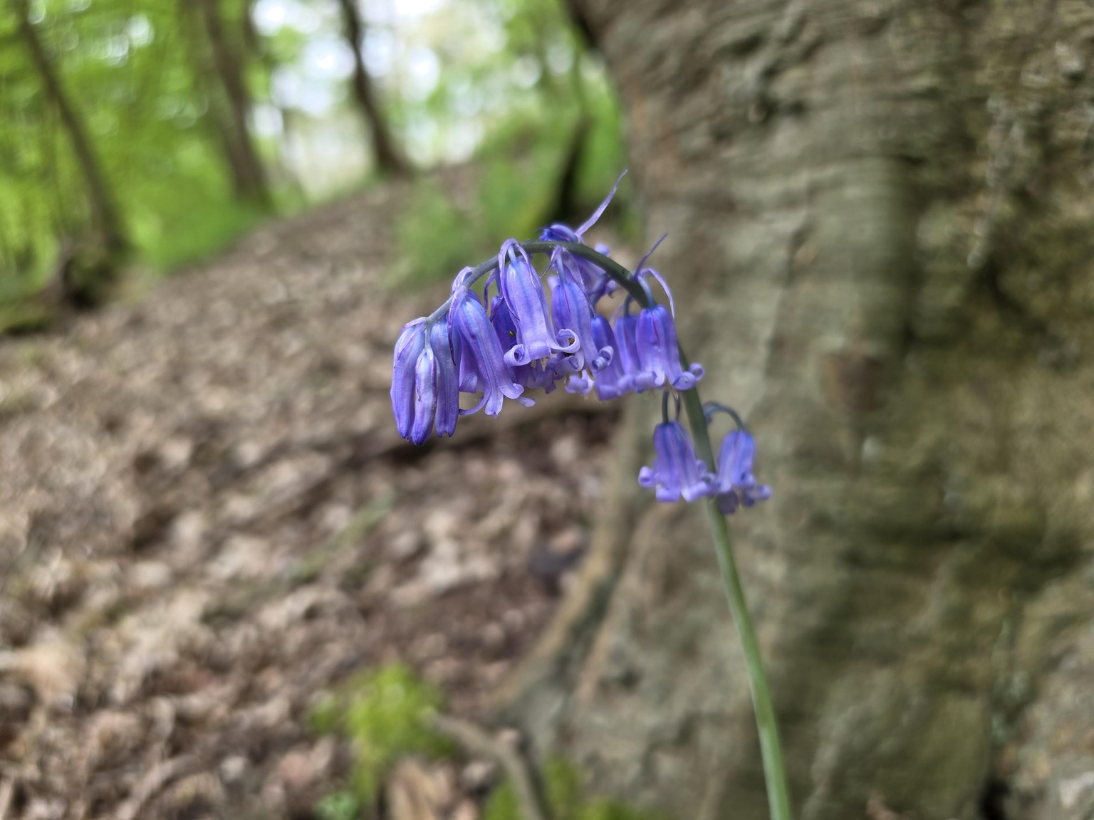 Close up  nature Photography - image 1 - student project