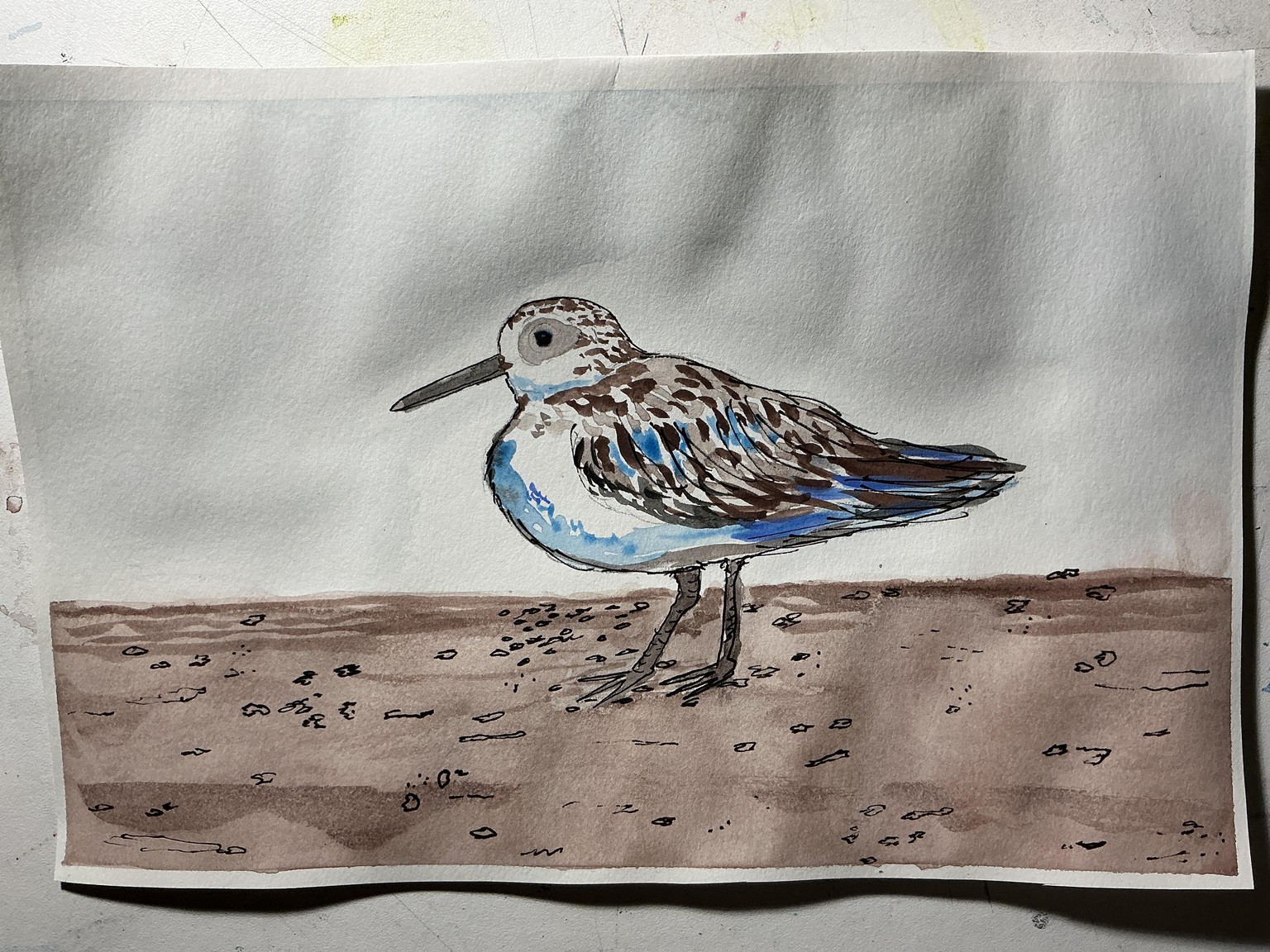 Sanderling - image 1 - student project
