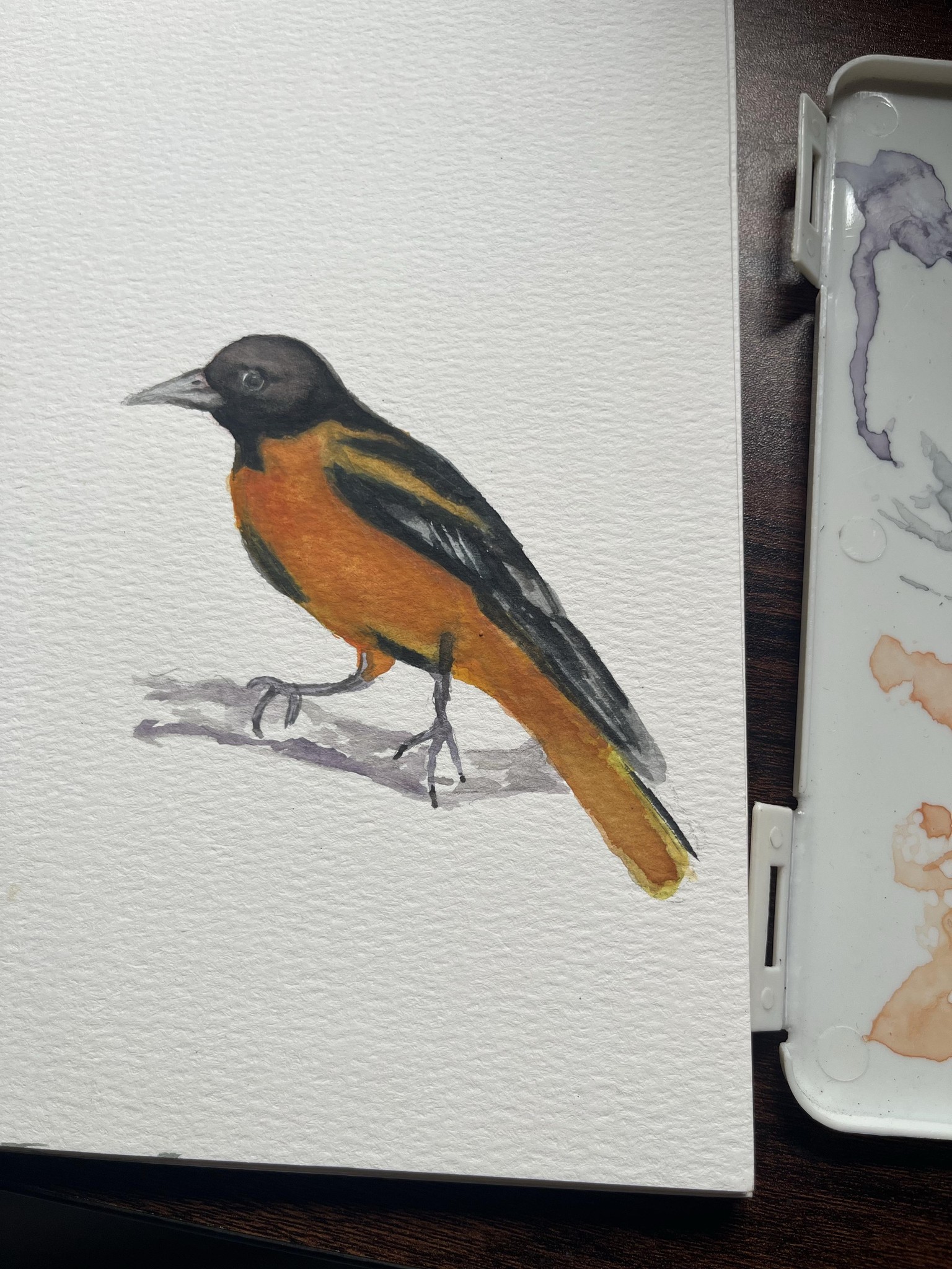 Water color Oriole - image 2 - student project