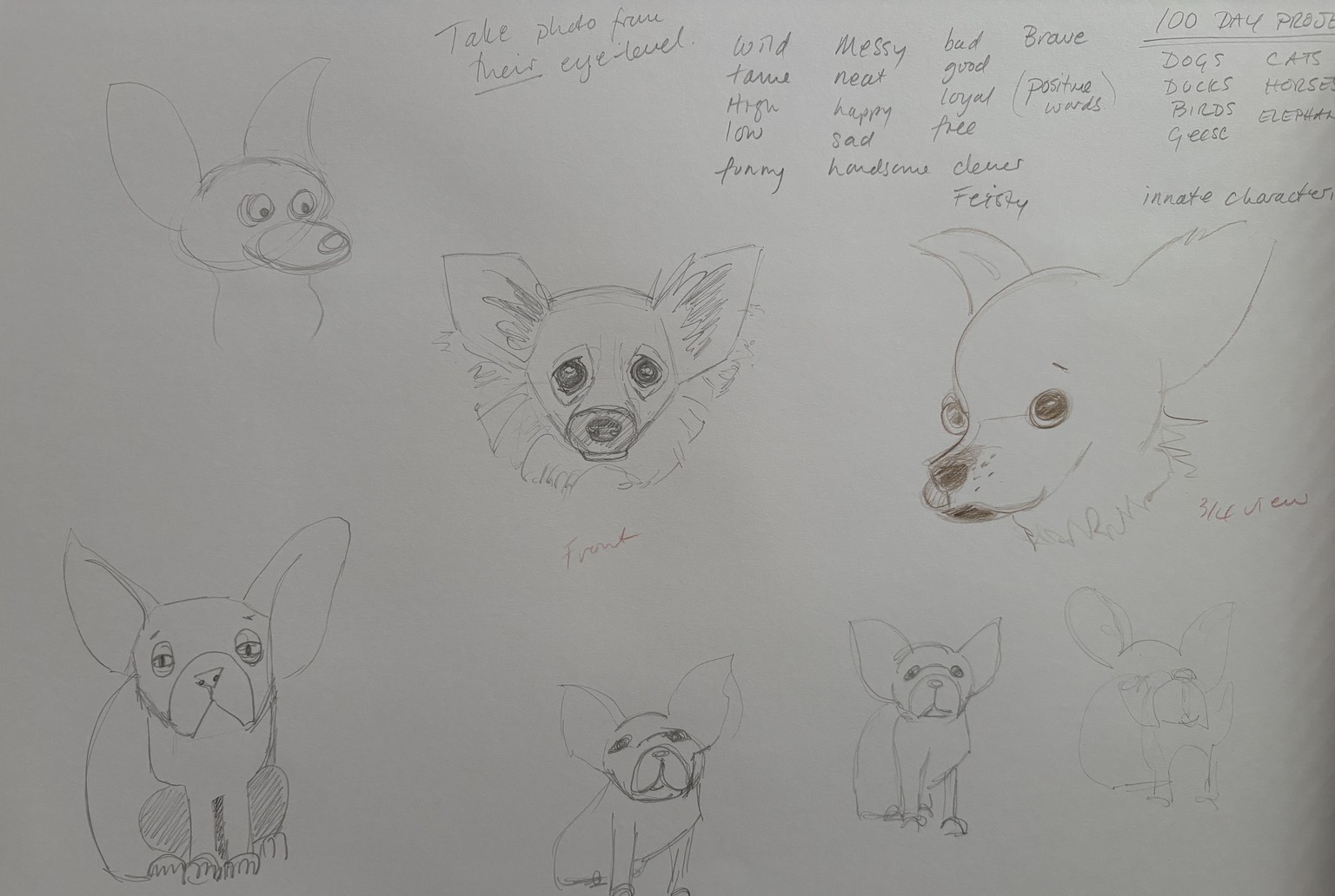 Prima Donna French Poodle - image 7 - student project
