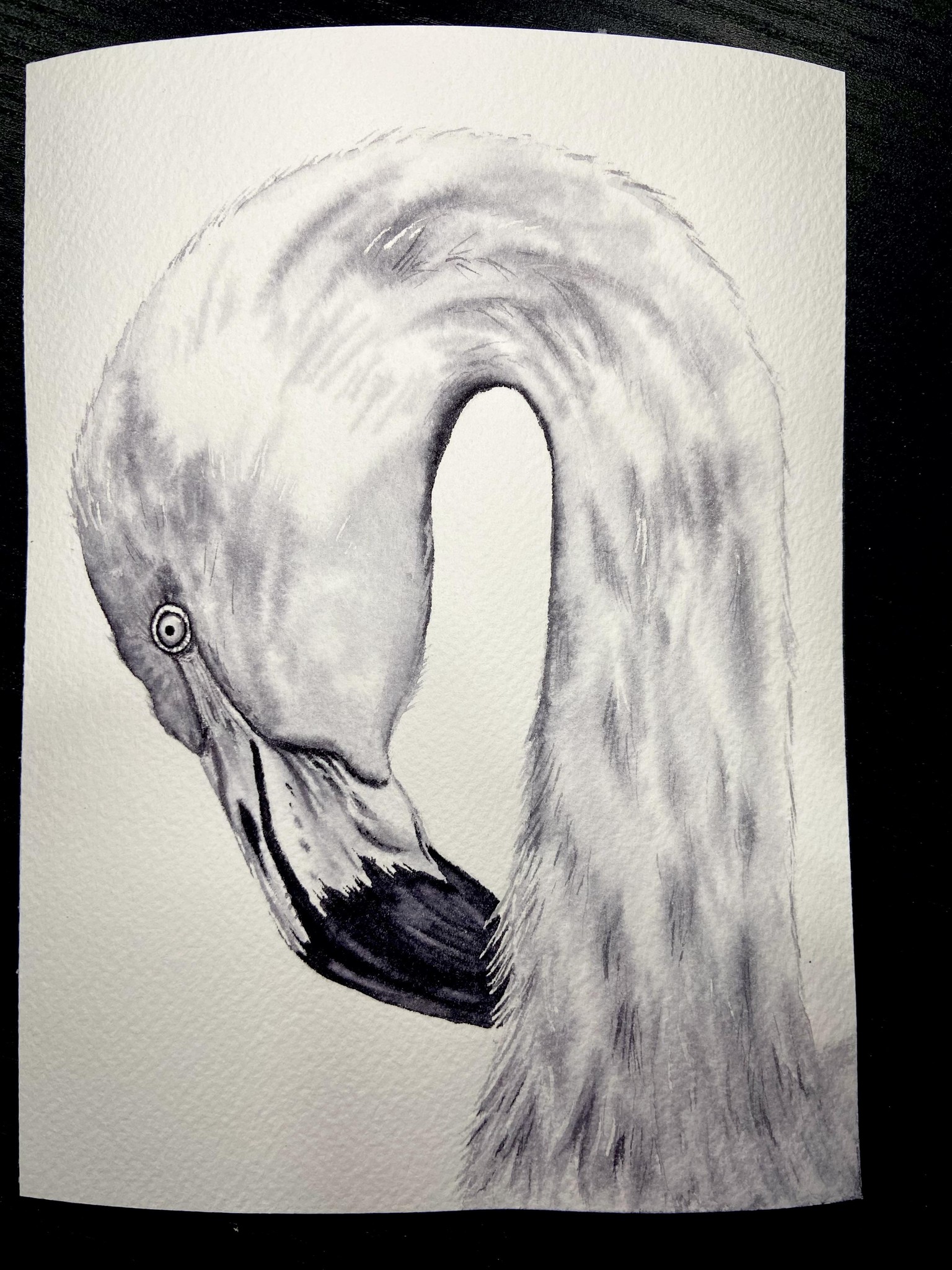 Monochrome Owl and Flamingo - image 2 - student project