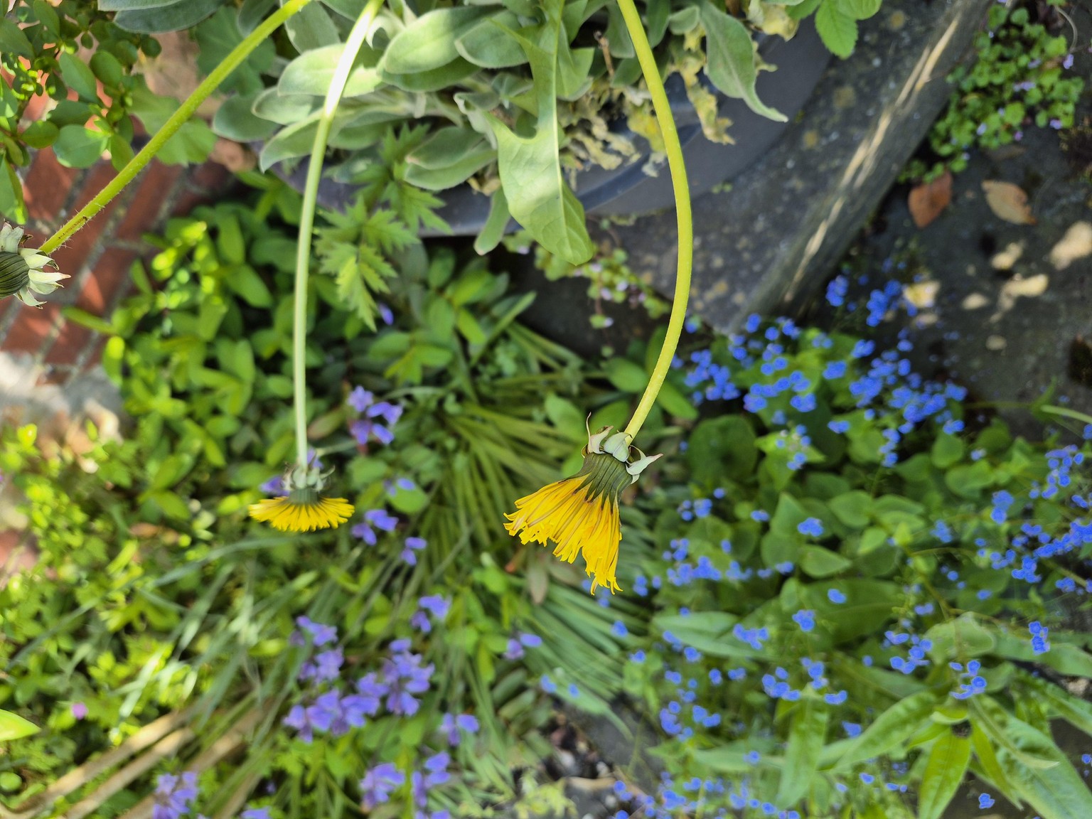 Dandelion - image 1 - student project