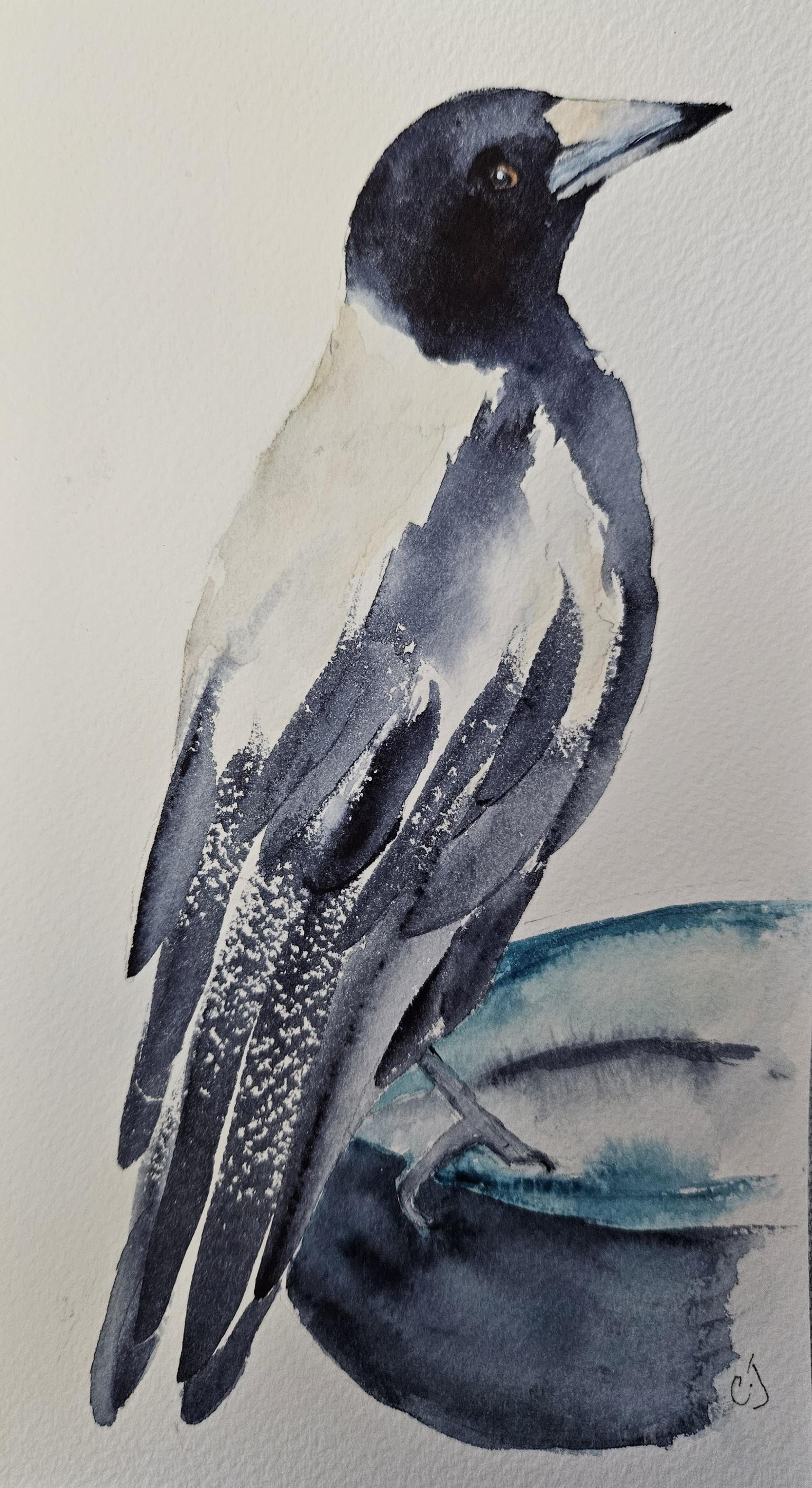 Magpie bird - image 1 - student project