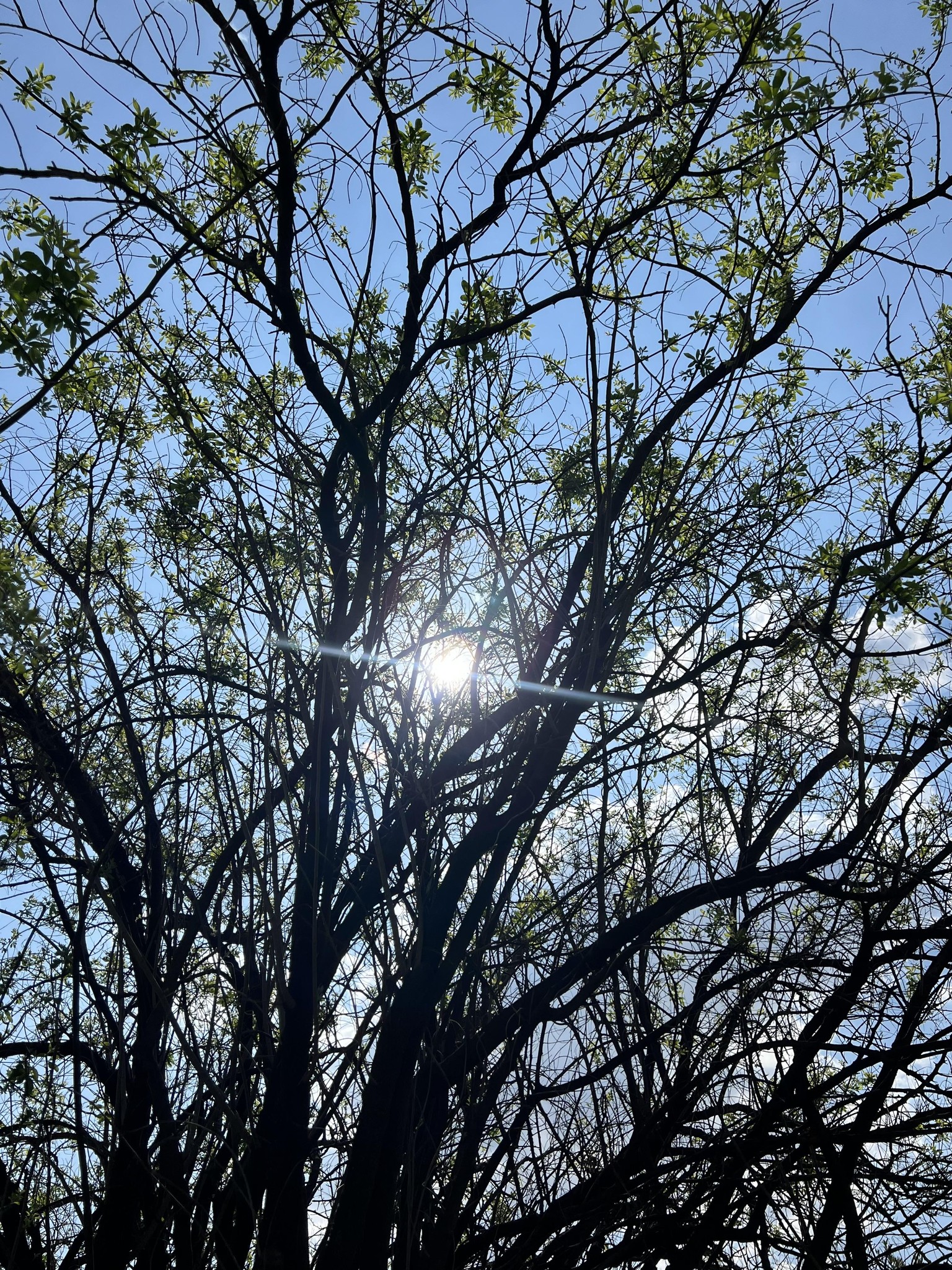 A beautiful spring afternoon walk - image 2 - student project
