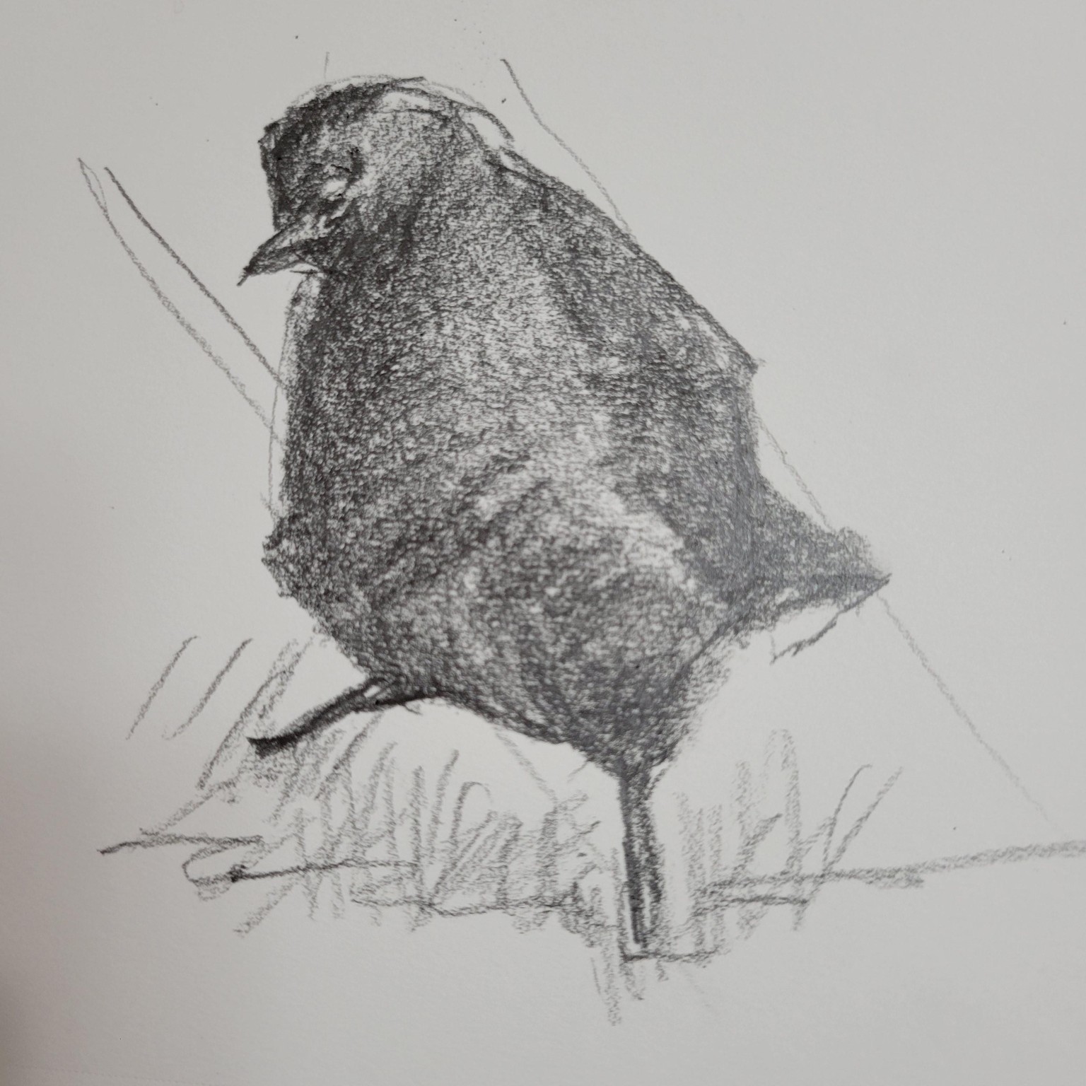 Sketch Jackdaw - image 2 - student project