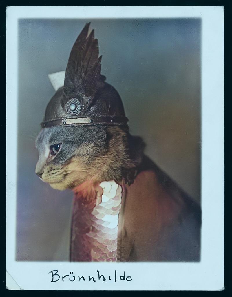 Cat - image 1 - student project