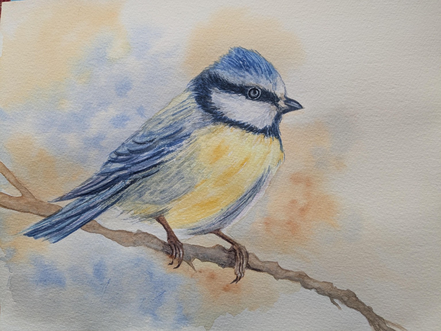 Blue tit - image 1 - student project