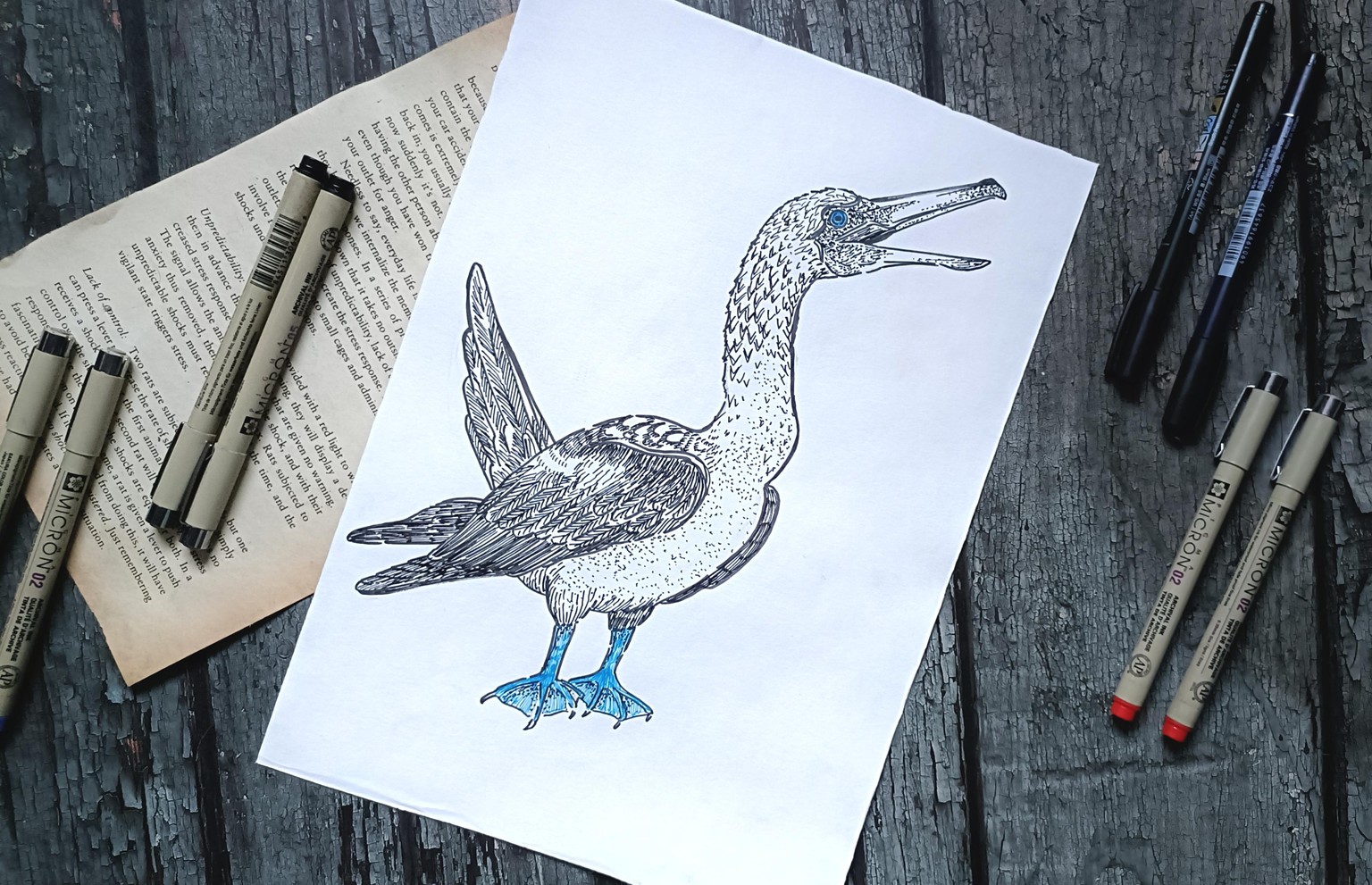 Blue Footed Bird - image 3 - student project